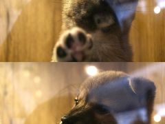 -南京Hallo宠物乐园·哈罗犬舍·柴犬繁育基地
