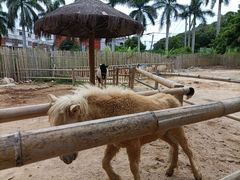 -泉州海丝野生动物世界