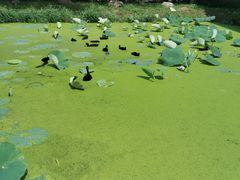 -北纬44度·金珠花海休闲农业旅游景区