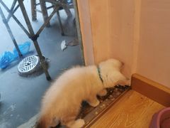 -猫咪派对(江南西店)