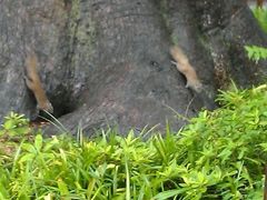 景观位-普济寺素斋