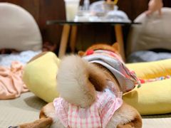 -逗柴咖啡屋·狗咖猫咖宠物桌游