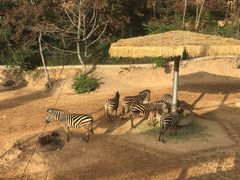 -泉州海丝野生动物世界