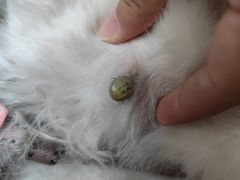 -北京观赏动物医院·24小时大型综合·猫专科·异宠专科