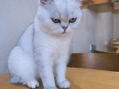 -藏猫猫咖啡主题馆(中央大道店)