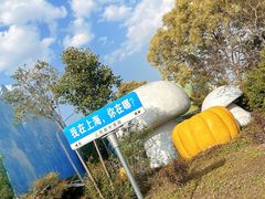 -上海都市菜园