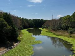 -上海海湾国家森林公园