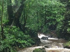 -莫里热带雨林景区