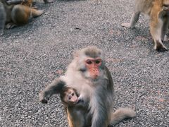 -姑婆山旅游区