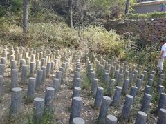 -伏羲大峡谷