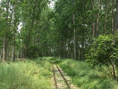 -合肥滨湖国家森林公园