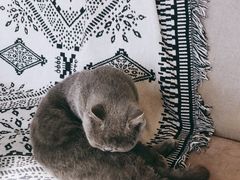 -平行世界·猫咖(首经贸店)