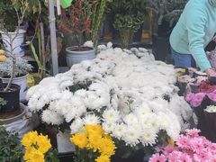 -曲阳花鸟市场(曲阳路店)