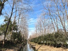 -合肥滨湖国家森林公园