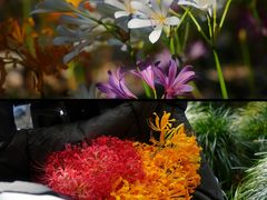 -杭州植物园