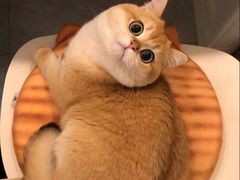 -Bastet sally猫舍购宠(静安店)