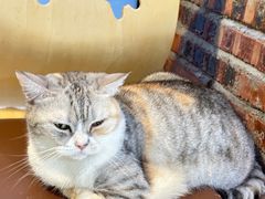 -豆逗聊愈猫阁Easy Life