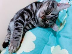 -猫大福·Fortune Cat猫舍(百子湾店)