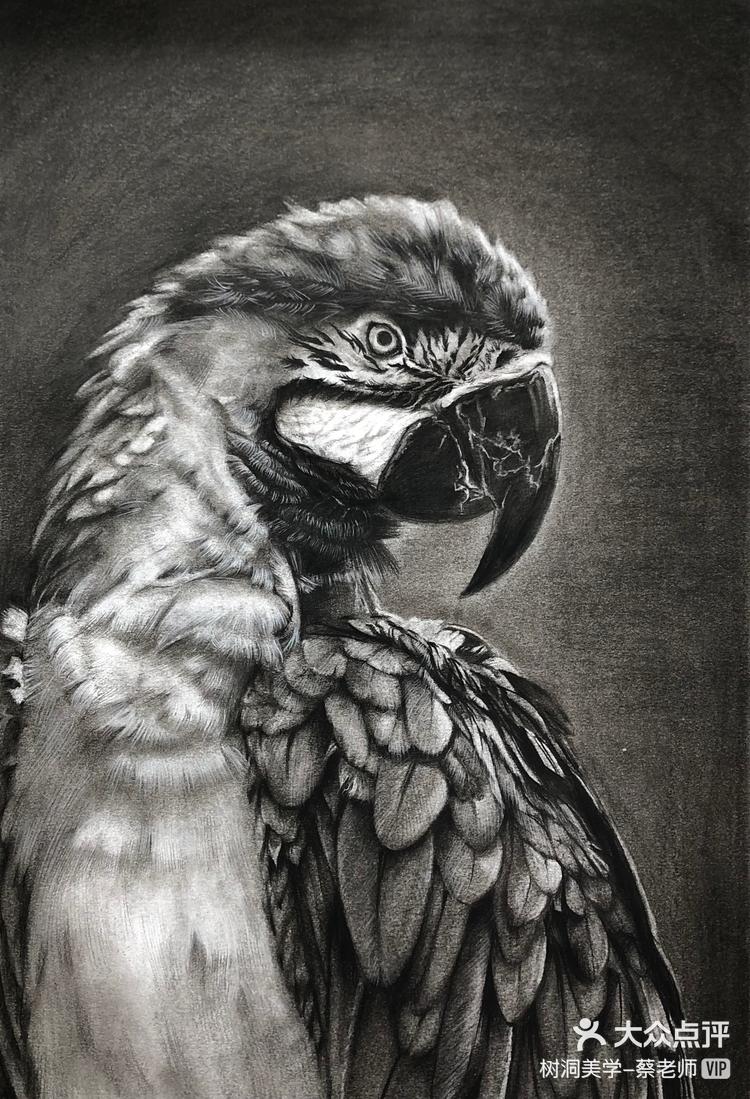 学员作品动物素描