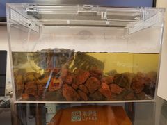 -酷以爬仙阁实体爬宠店·守宫·蜥蜴·专业繁育