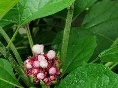 -陈李济中药博物馆