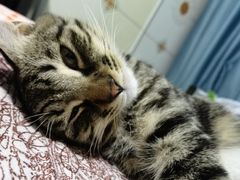 -艾贝尔宠物医院·24H转诊中心·肿瘤猫专科(江宁双龙店)