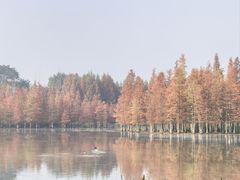 -白鹭湾湿地公园