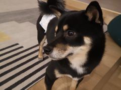 -南京Hallo宠物乐园·哈罗犬舍·柴犬繁育基地