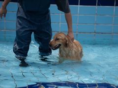 -趣玩宠物乐园寄养训犬训狗游泳池