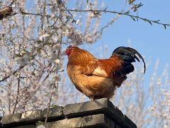 -春风习习