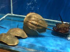 -御唐府海珊瑚主题餐厅
