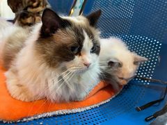 -吴记怪味面(牛王庙店)