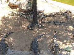 -石家庄市动物园