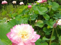 -南戴河国际娱乐中心