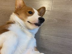 -浣熊柯尔鸭土拨鼠·电玩咖