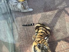 -西霞口神雕山野生动物世界