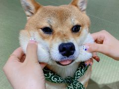-逗柴咖啡屋·狗咖猫咖宠物桌游