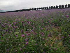 -曲江薰衣草庄园