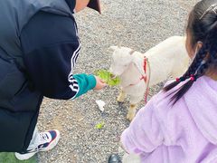 -前小桔亲子创意农场·草莓采摘·露营烧烤