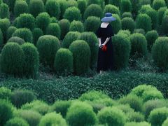 -花开海上生态园
