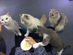 -喵的天空名猫咖啡馆·撸猫·猫舍·用品