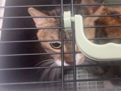 -瑞派旺宝宠物医院·犬猫全科综合·尿道专科(莲兴院)