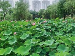 -陈家山荷花公园