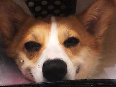 -北京恒爱动物医院(清景园分院)