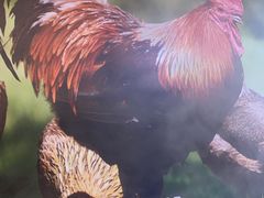 -锅老头海鲜铁锅炖