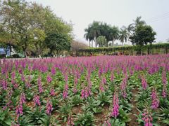 -广州莲花山旅游区