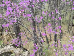 -五女峰国家森林公园