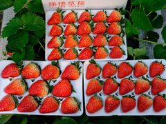 -建德果蔬乐园绪塘草莓基地