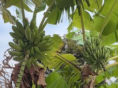 -云溪植物园