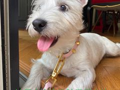 -momokira米努特·德文卷毛猫·棉花面纱犬